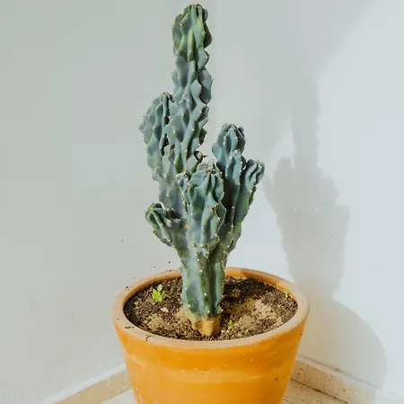 Tatil Evi Sotiris House Kazaphani